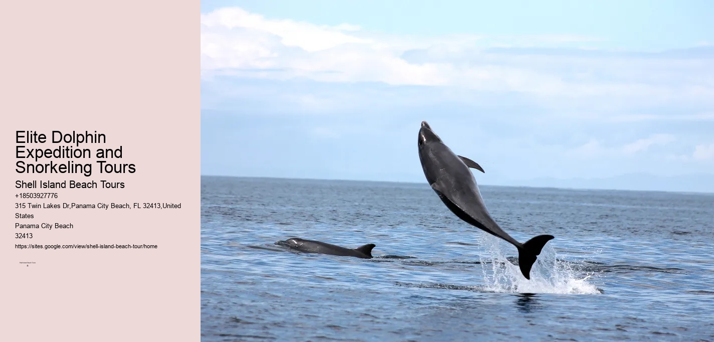 Are There Dolphins In Panama City Beach