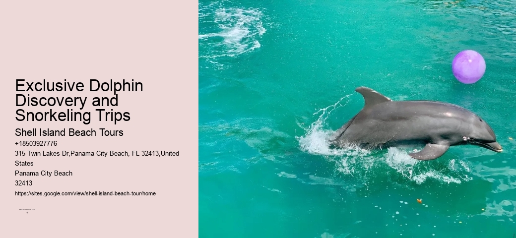 Split Personalized Snorkeling And Dolphin Charters