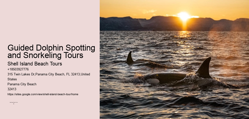 Guided Dolphin Spotting and Snorkeling Tours