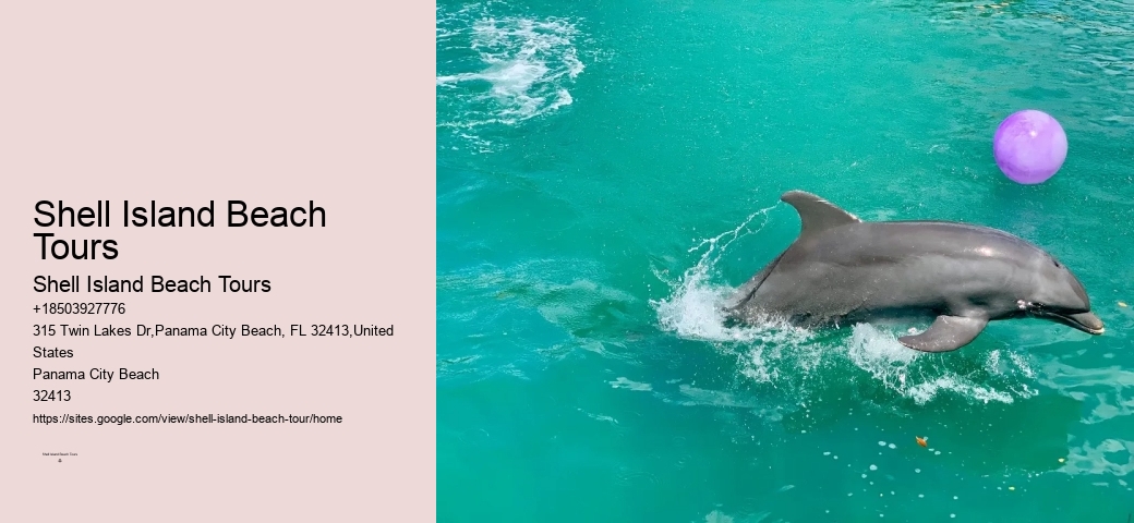 Protect Wild Dolphins: Admire Them From A Distance