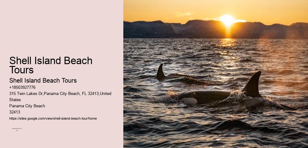 Shell Island Beach Tours