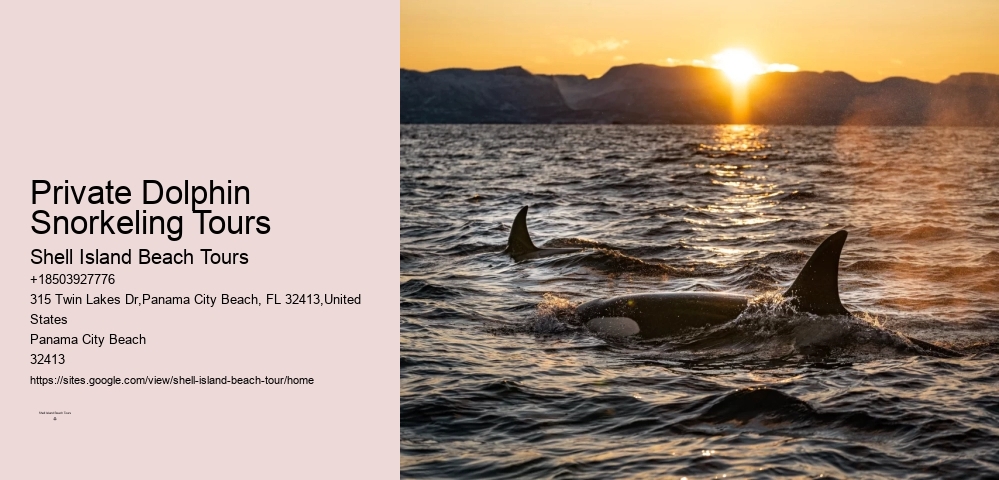 Private Dolphin Snorkeling Tours