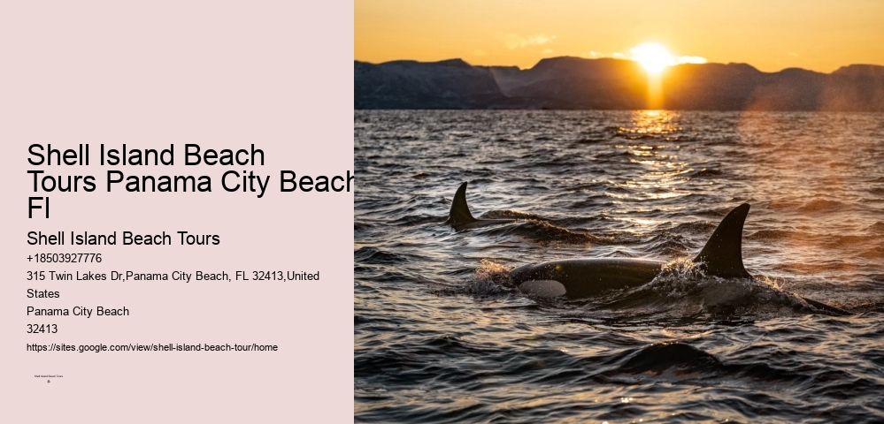 Shell Island Beach Tours Panama City Beach Fl