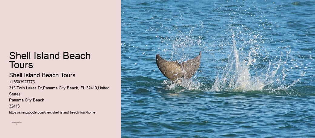Six Reasons Why You Should Not Swim With Wild Spinner Dolphins