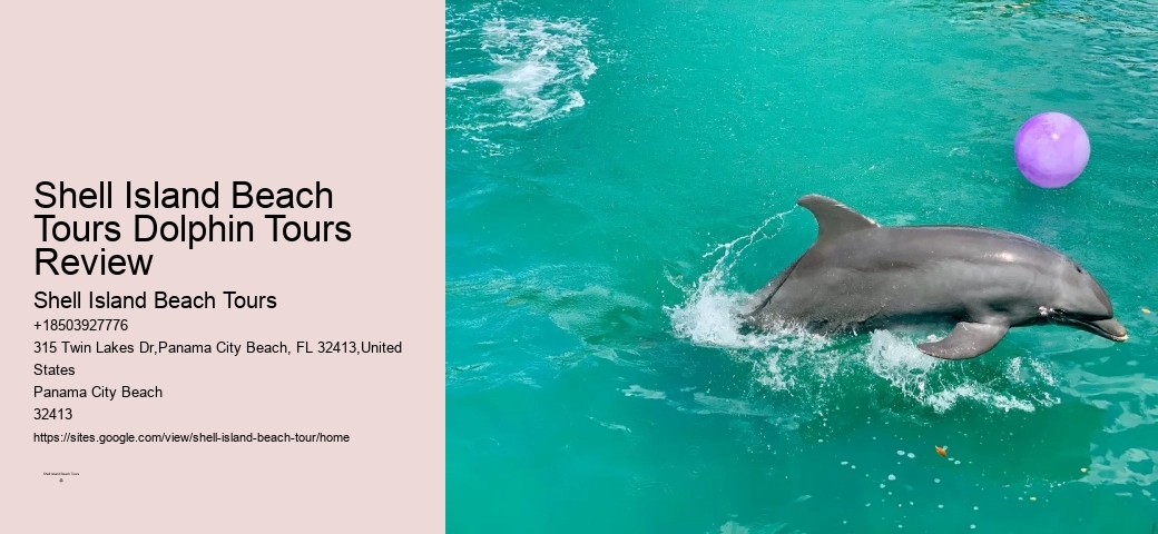 What Should You Know Before Swimming With Dolphins