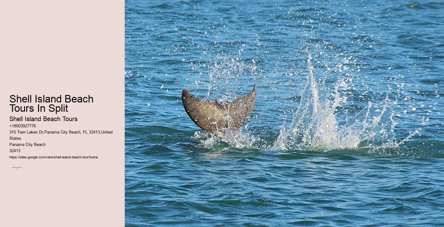Secluded Dolphin Adventure and Snorkeling Experience