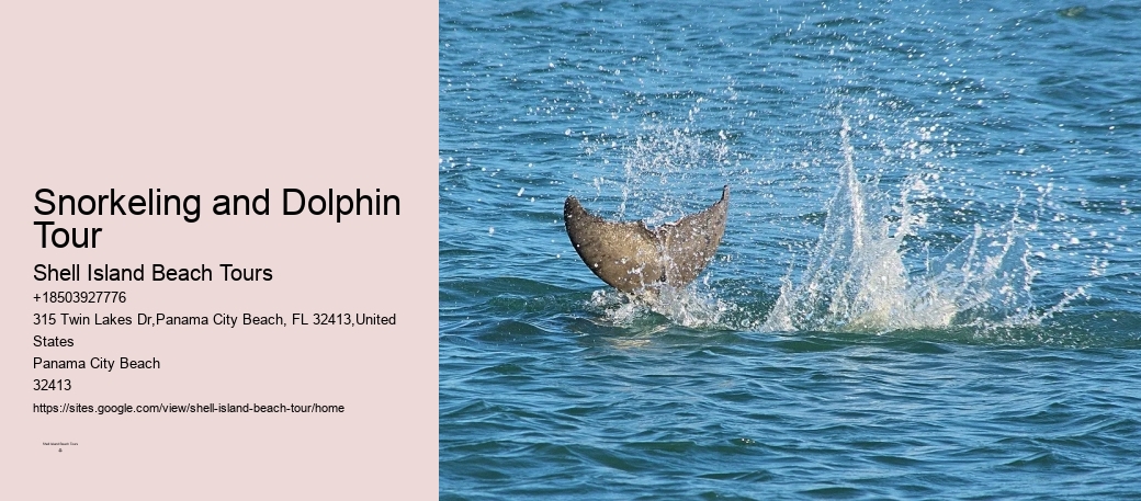 Dolphin Fact Sheet