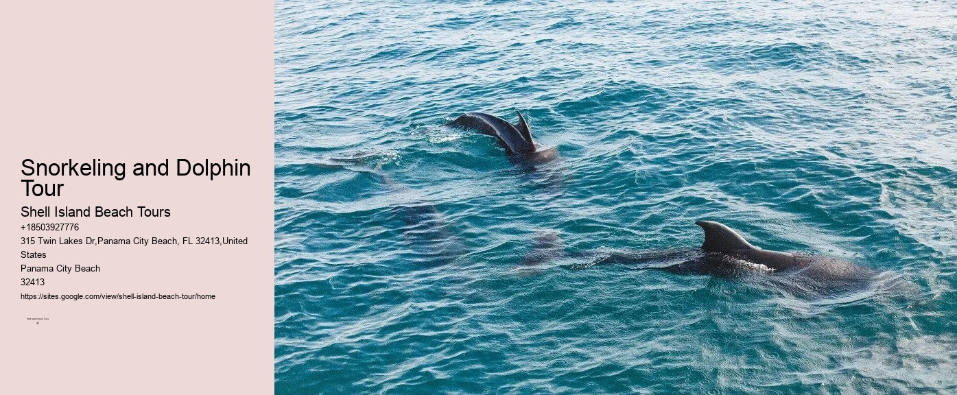 Dolphins And Snorkeling