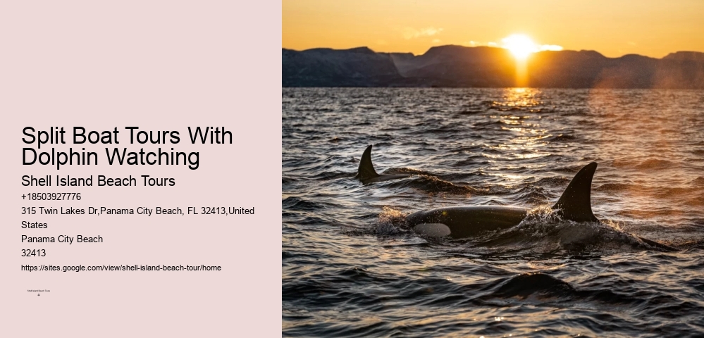 Split Boat Tours With Dolphin Watching