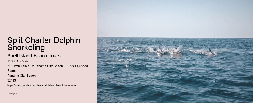 Bespoke Dolphin Watching and Snorkeling Trips