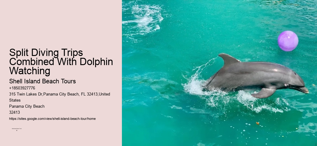 Why Can't You Wear Jewelry While Swimming With Dolphins