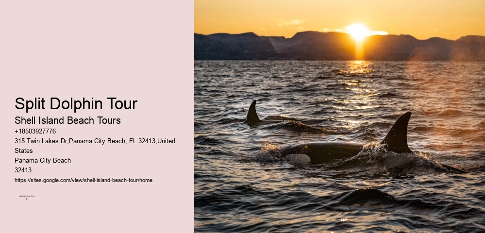 Split Dolphin Tour