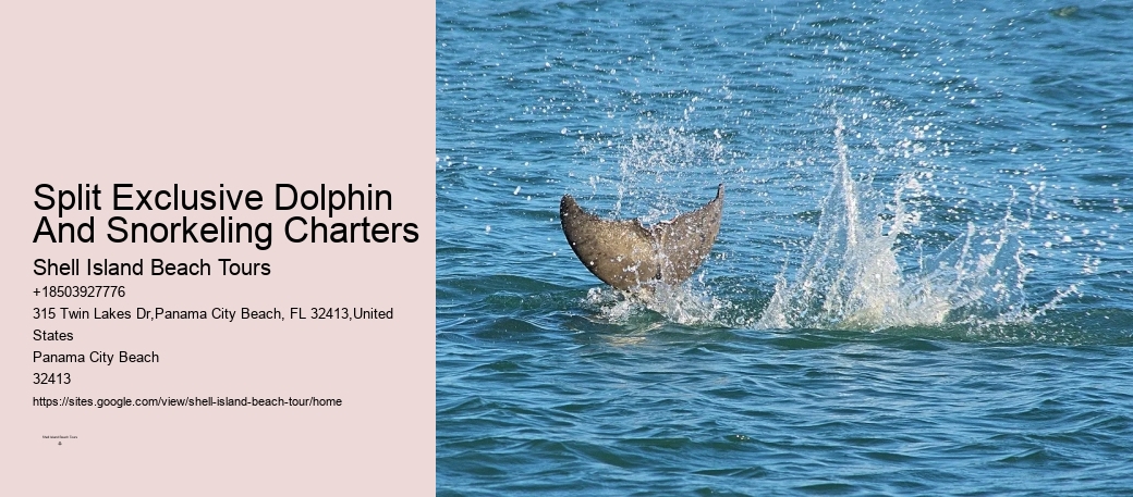 Dolphin Tours Rosemary Beach