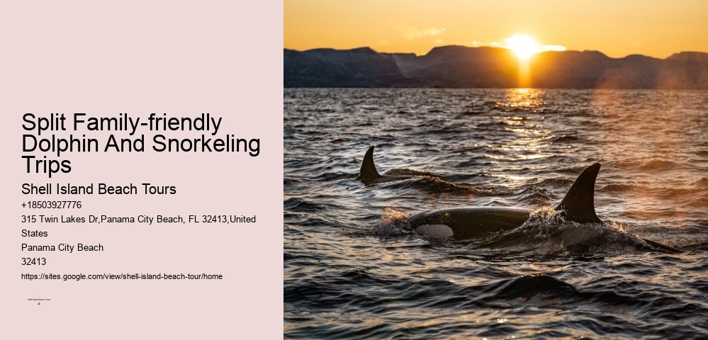 Split Family-friendly Dolphin And Snorkeling Trips