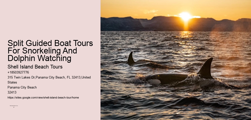 Split Guided Boat Tours For Snorkeling And Dolphin Watching