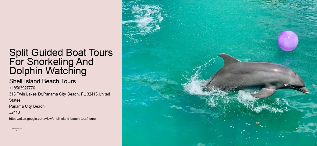 Dolphin Tours In Panama City Beach Florida