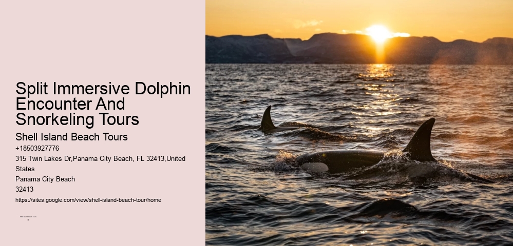 Split Immersive Dolphin Encounter And Snorkeling Tours