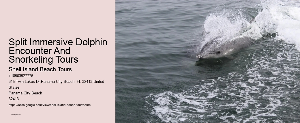 Panama City Beach Dolphin Discovery Adventures