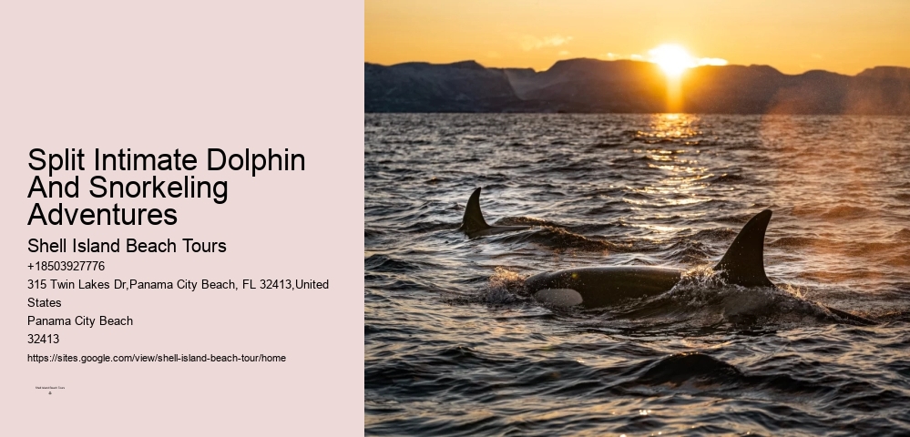 Split Intimate Dolphin And Snorkeling Adventures