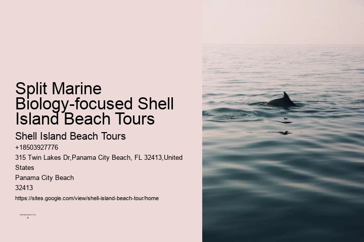 Best Place To See Dolphins In Florida