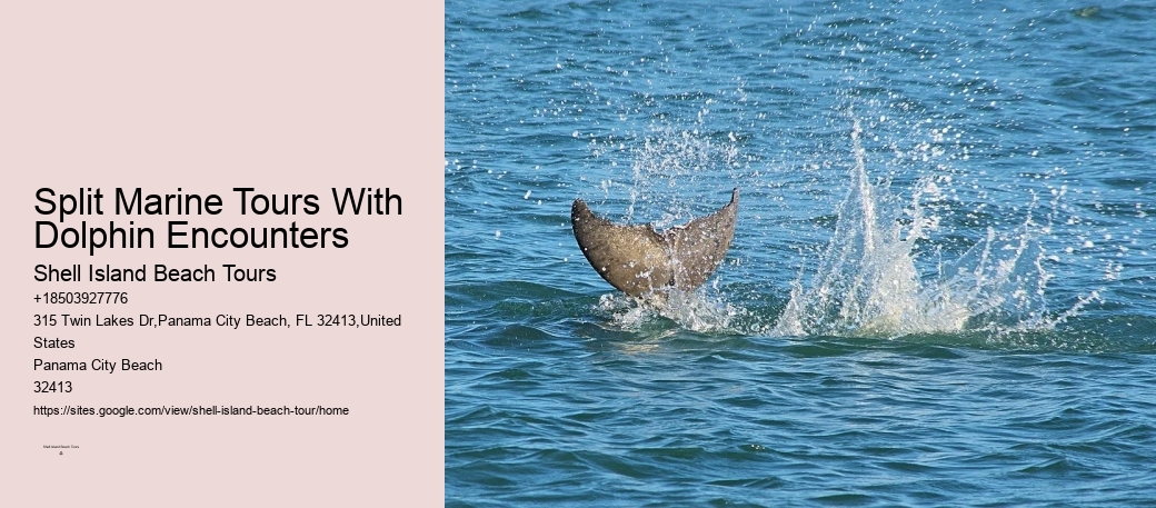Do You Get Sea Sick On A Dolphin Cruise