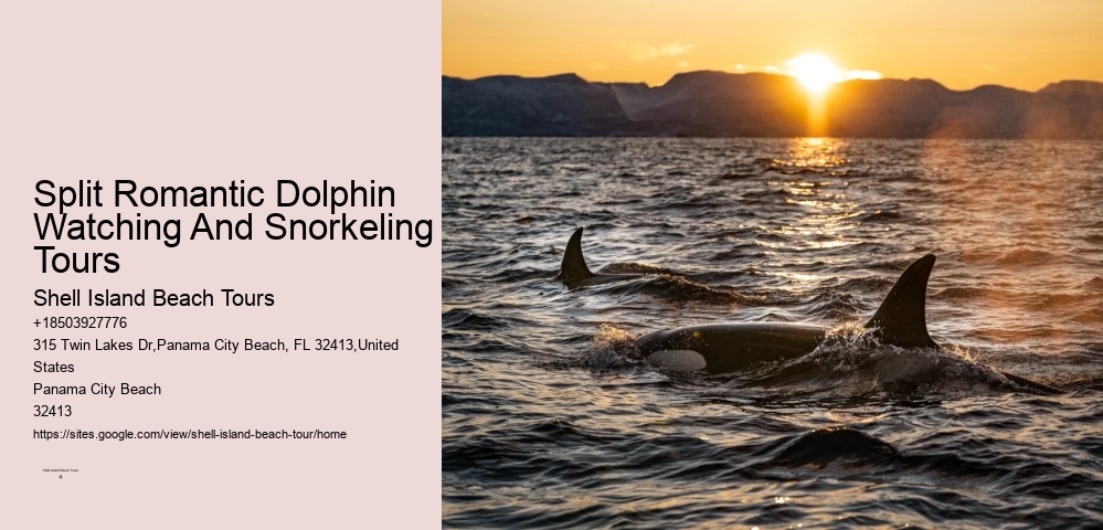 Split Romantic Dolphin Watching And Snorkeling Tours