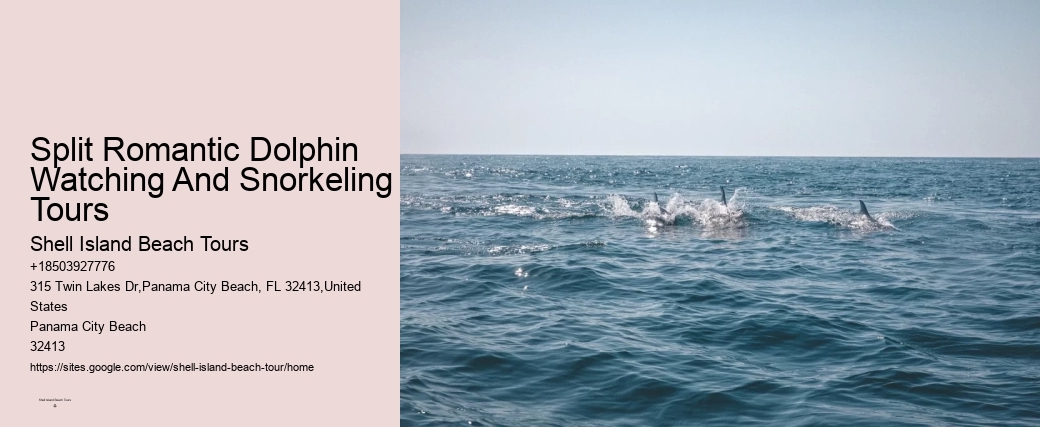 Dolphin Watching And Snorkeling Adventures In Split