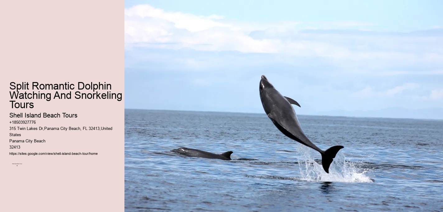 Deluxe Dolphin Discovery and Snorkeling Trips