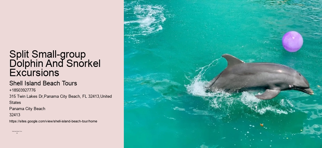 Charter Dolphin Snorkeling