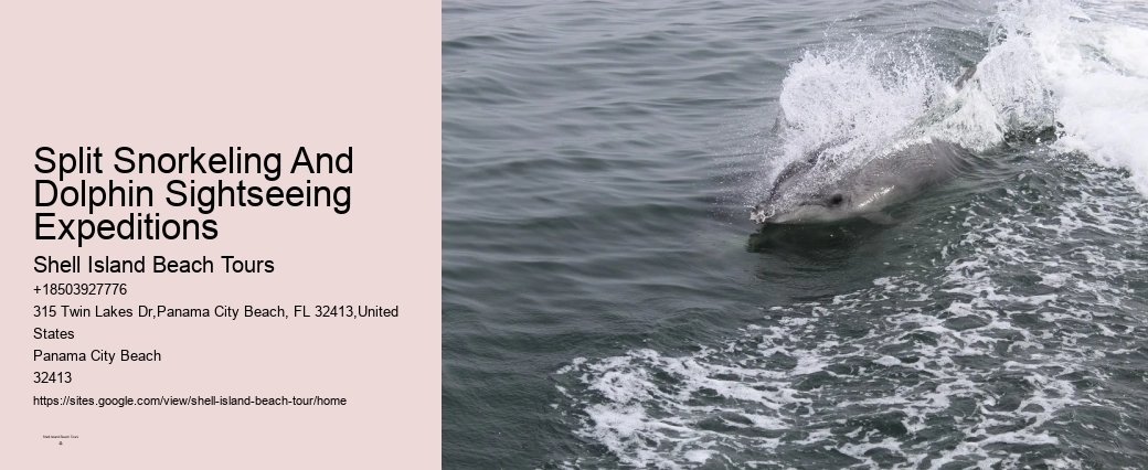 Rudee Dolphin Tours Reviews