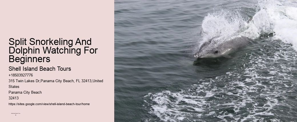 Salty Dog Dolphin Tours Panama City Beach Fl