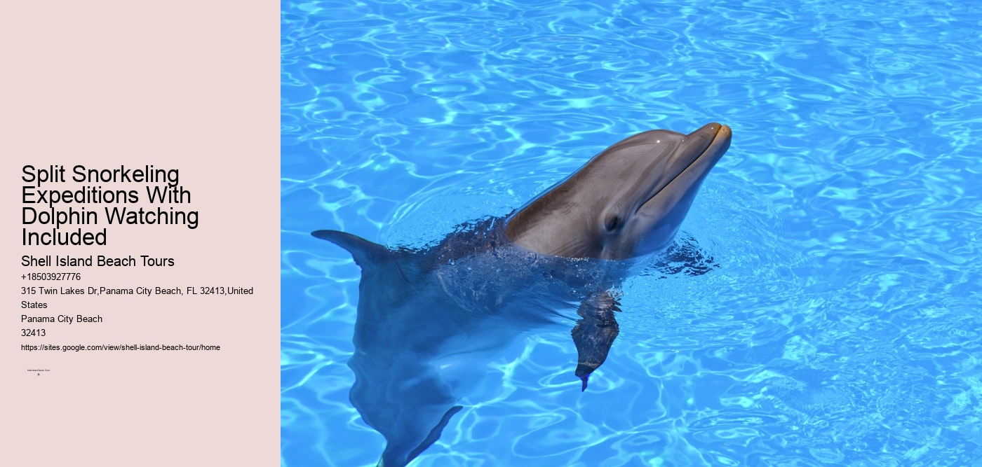 Split Snorkeling Expeditions With Dolphin Watching Included