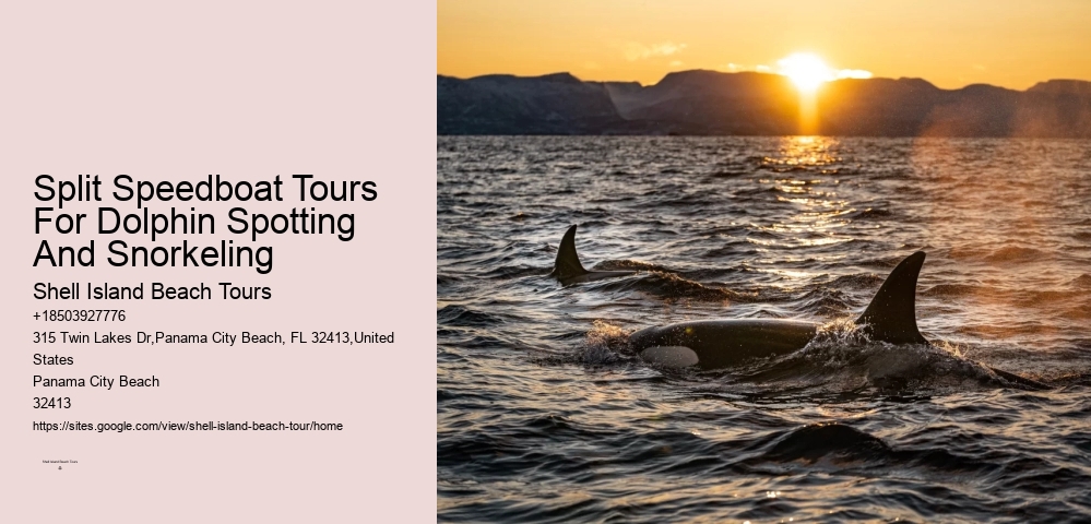 Split Speedboat Tours For Dolphin Spotting And Snorkeling