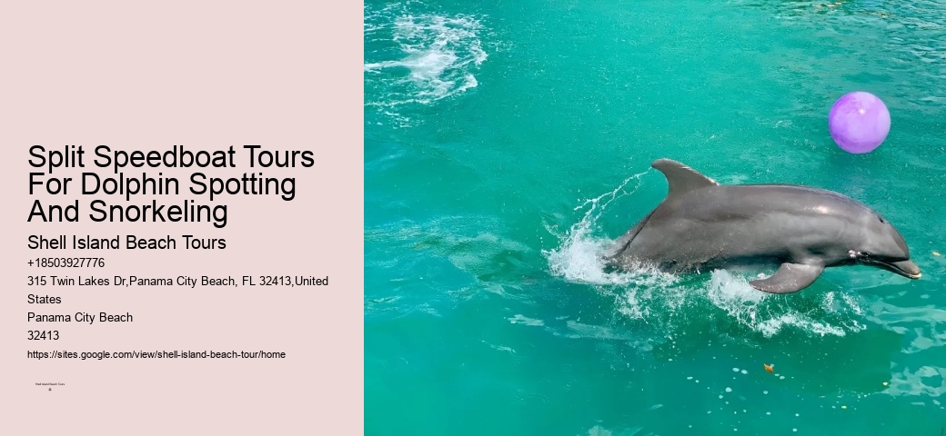 Cheap Dolphin Tours In Panama City Beach