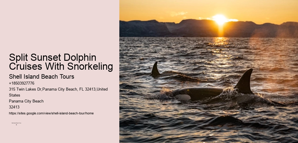 How Much Does It Cost To Swim With Dolphins In Florida