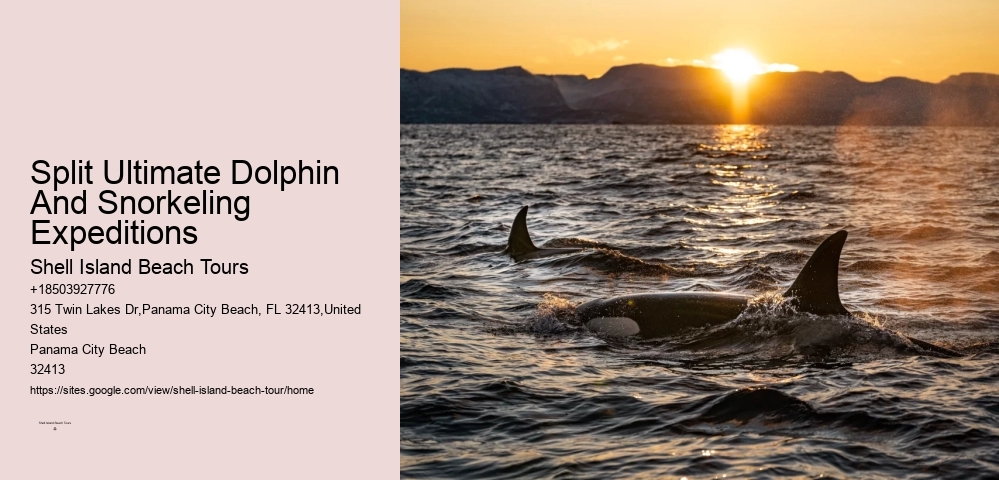 Split Ultimate Dolphin And Snorkeling Expeditions