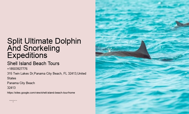 Panama City Beach dolphin adventures