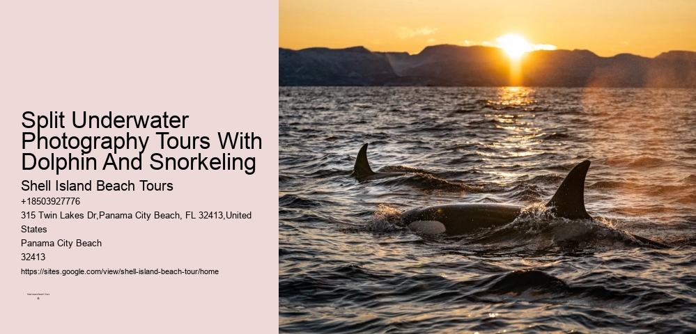 Split Underwater Photography Tours With Dolphin And Snorkeling