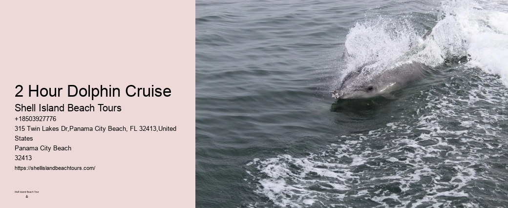 How Do You Spot Dolphins On A Cruise