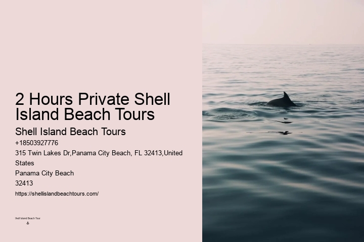 Best Time For Dolphin Watching San Diego
