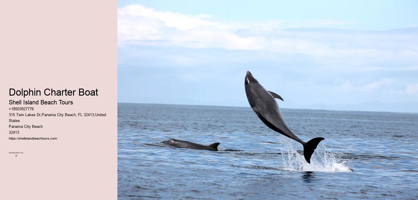 What should I bring with me on a dolphin tour in Panama City Beach