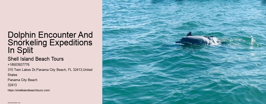 Dolphin Encounter And Snorkeling Expeditions In Split
