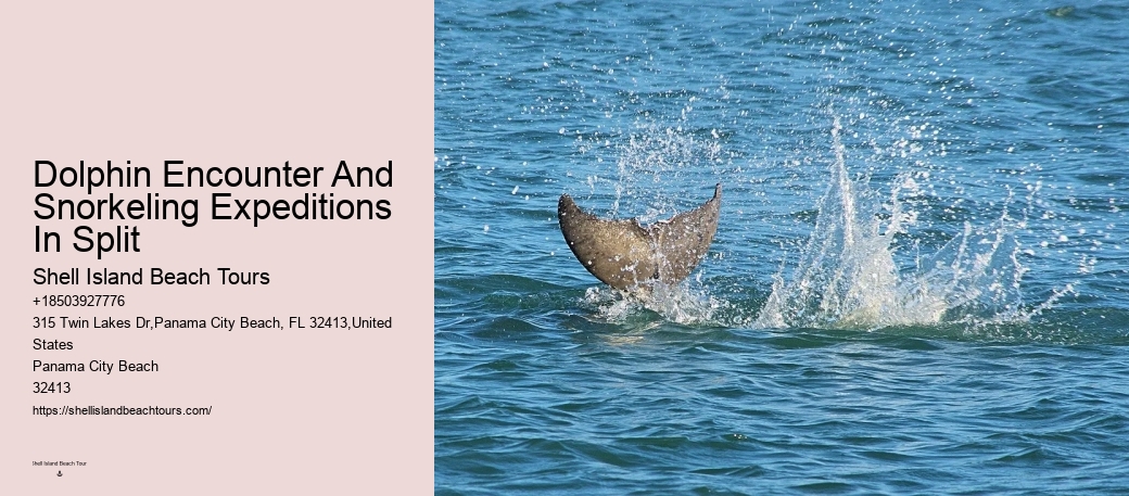 Guided Dolphin Spotting and Snorkeling Tours
