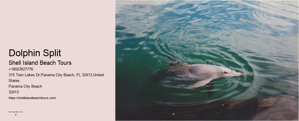 Why Can't You Wear Jewelry While Swimming With Dolphins