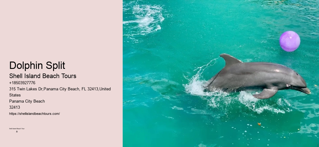 Tips And Advice For Swimming With Dolphins