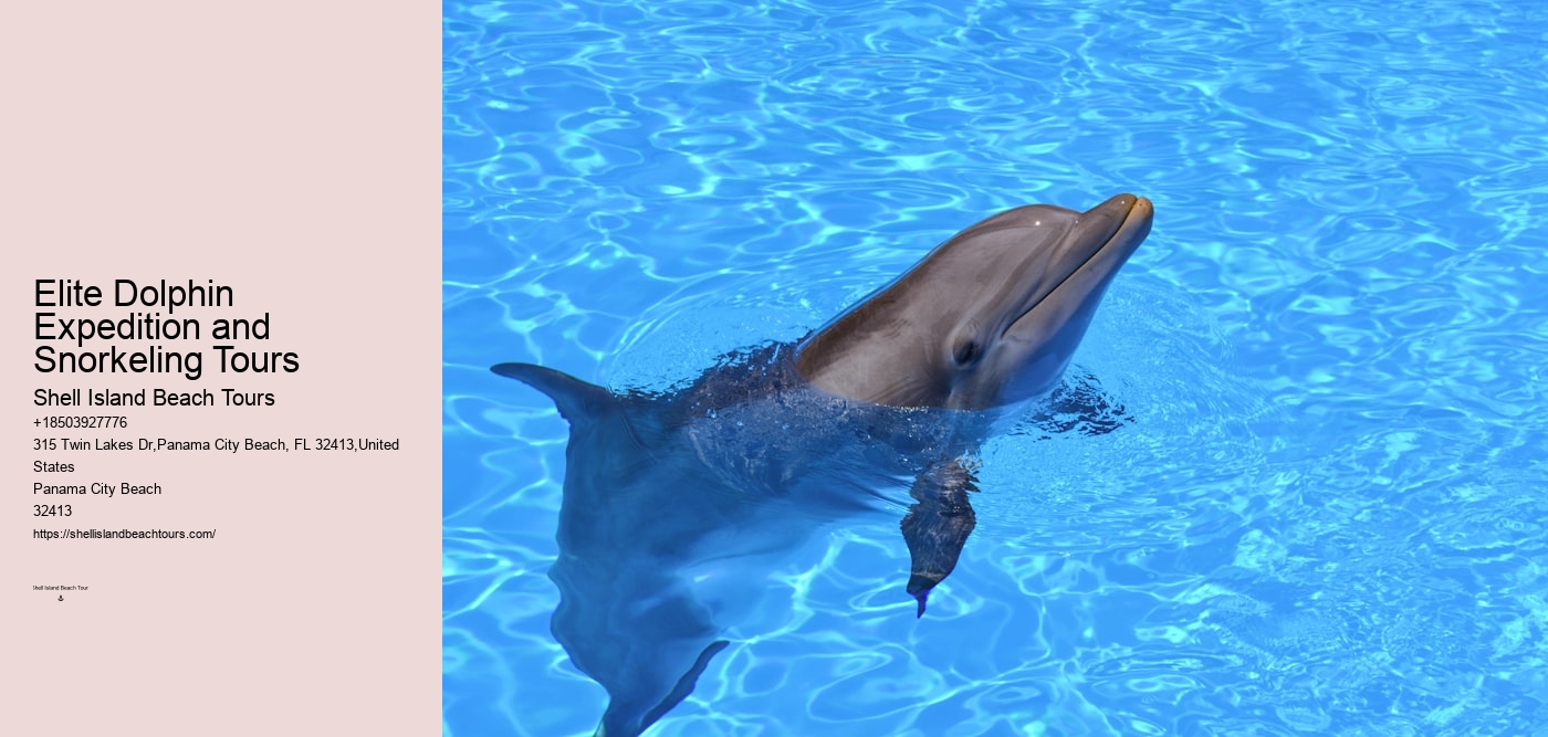 Elite Dolphin Expedition and Snorkeling Tours