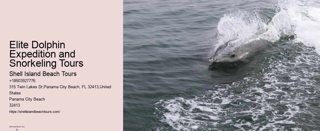 Dolphin Cruises