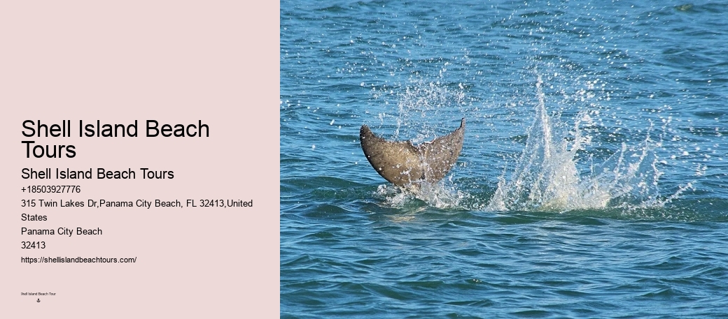 Dolphin Tours And Shell Island Panama City Beach
