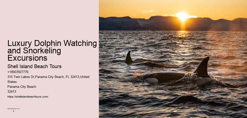 How Do You Attract Dolphins