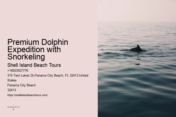 Luxury Dolphin Watching and Snorkeling Tours